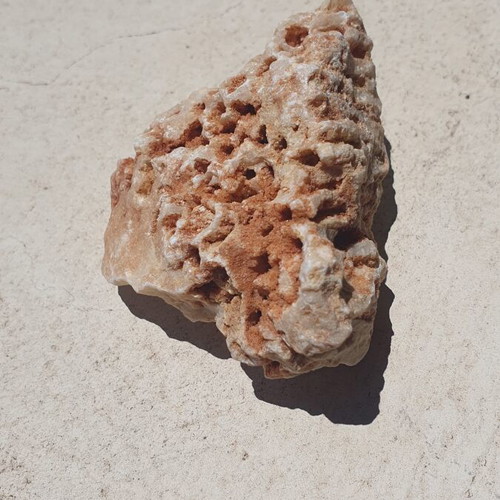 Fossilized coral from Northern Evros new, in box