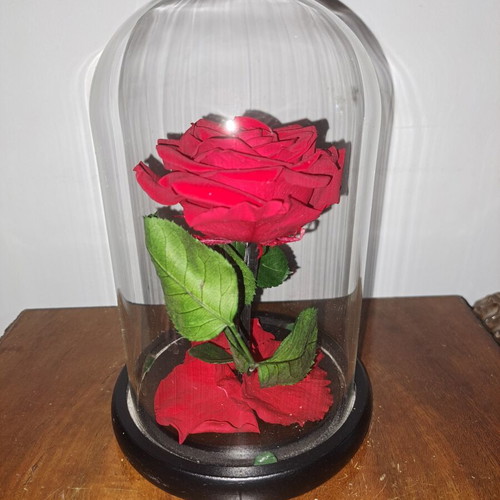 Eternal red rose new, preserved for years