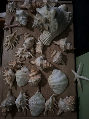 Collection of 63 Authentic Seashells and Starfish vintage decorative