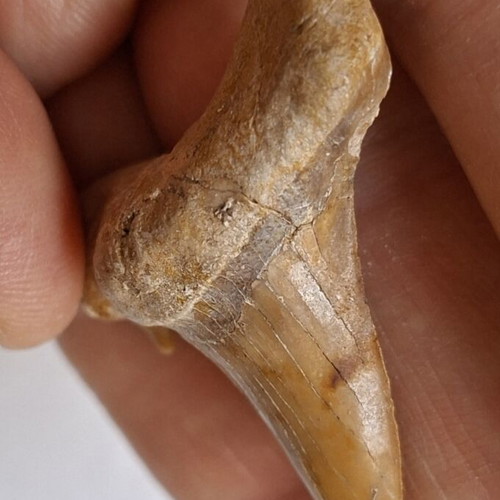 Fossilized shark tooth from Morocco