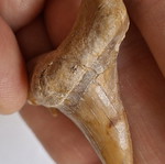 Fossilized shark tooth from Morocco