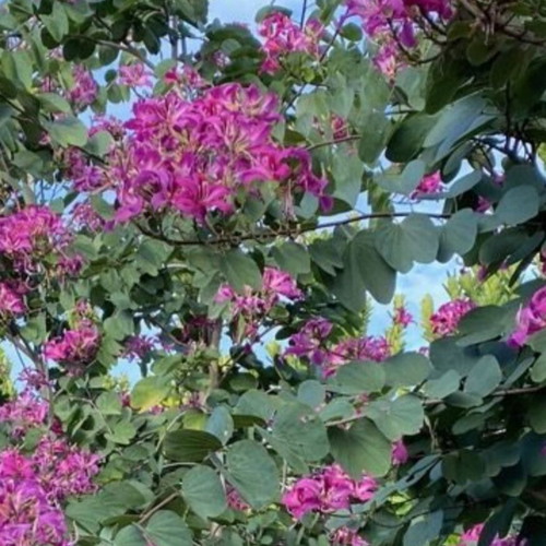 Bauhinia purpurea Purple Orchid Tree new plant