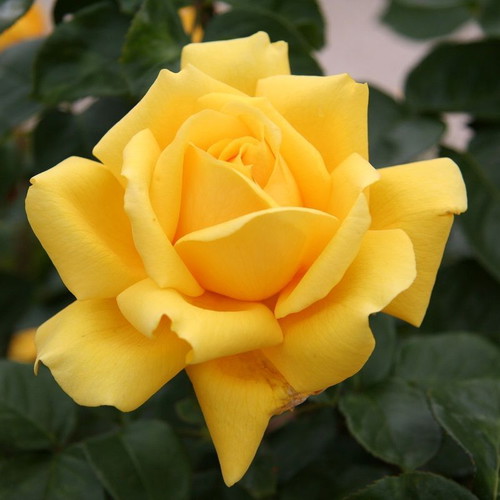 Yellow Rose Exotic Flowering Plant Seeds, pack of 25