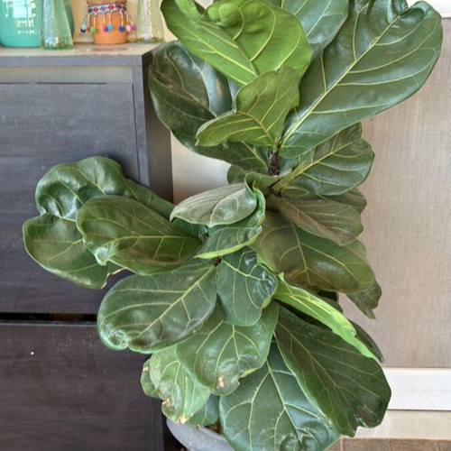 Fiddle Leaf Fig mature plant like new