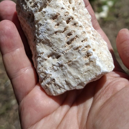 Fossilized coral from northern Evros, new