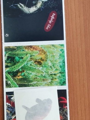 Exploring the Ocean Stickers 63, 26, 62 and Tattoo new