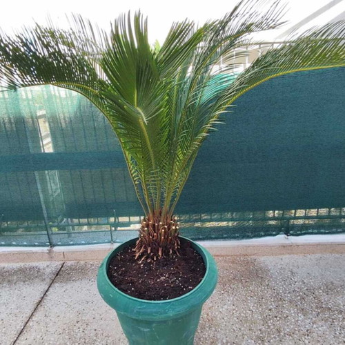 Cycas plant 20 years old, new, slow growing for balcony and garden