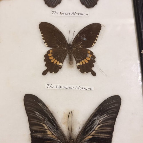 Vintage Insect Taxidermy Display with Real Exotic Butterfly Collection used