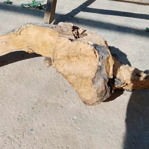 Olive wood new for terrarium and decoration