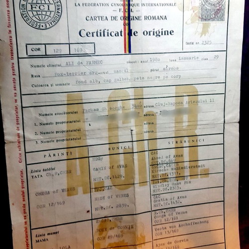 Vintage Pedigree Certificate Fox Terrier 1980 like new