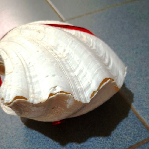 Tridacna Giant Clam shell pair, white with red details