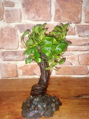 Small aquarium tree, natural wood, like new