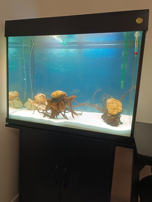 Anubias Aquarium 160 liters with stand, lighting and external filter