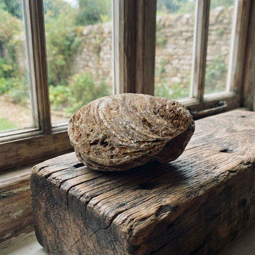 Fossils like new, coral and ancient shell