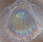 Glass platter in shell shape like new