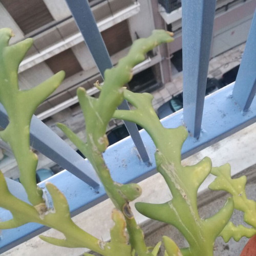 Climbing cactus used, with rooted offset