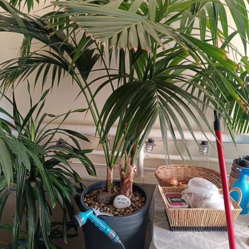 Areca palm with pot, 1.50 m