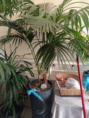 Areca palm with pot, 1.50 m