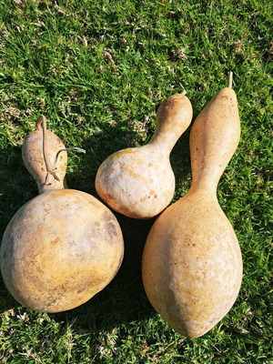 Αποξηραμένες νεροκολοκύθες καινούργιες, σετ 3 τεμαχίων