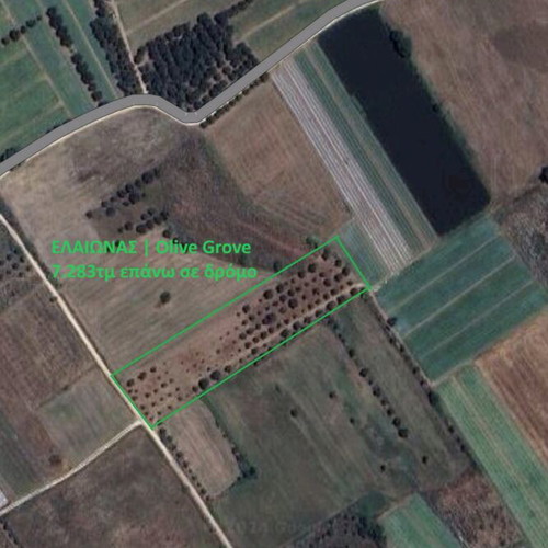 OLIVE GROVE Opportunity FOR SALE IN MANOLADA