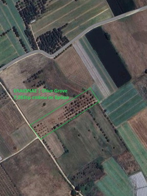 OLIVE GROVE Opportunity FOR SALE IN MANOLADA