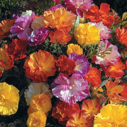 California Poppy Ballerina flower seeds, mix of colors