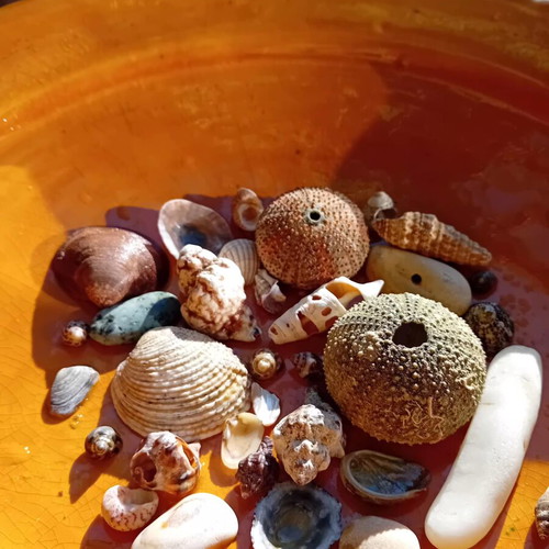 Seashells new, collected from Aegean beaches for decoration and crafts