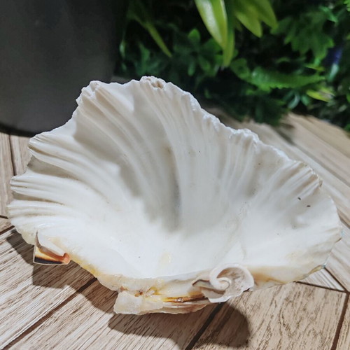 Vintage natural ocean shell bowl, royal design