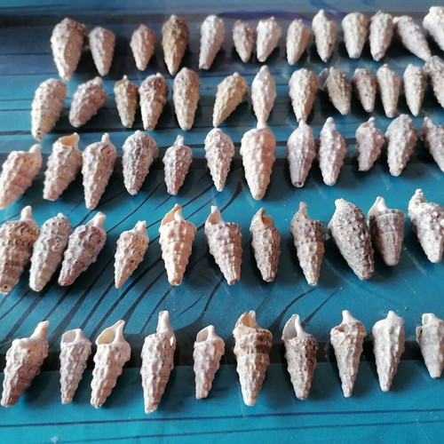 720 seashells various designs and sizes