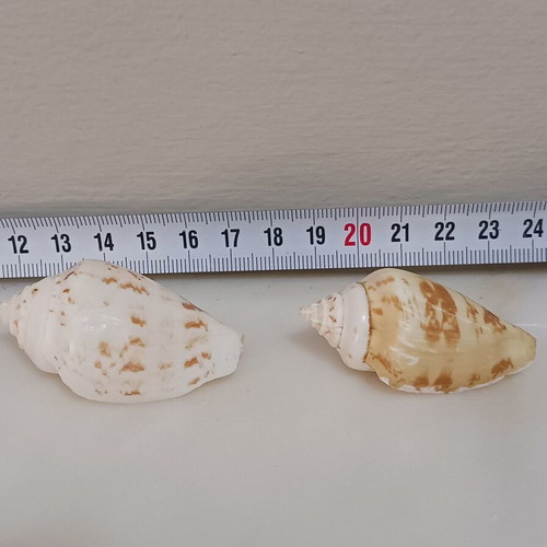 Shells new, set of 2 pieces, sizes 53 and 51 mm