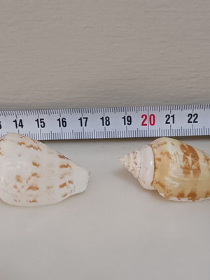 Shells new, set of 2 pieces, sizes 53 and 51 mm