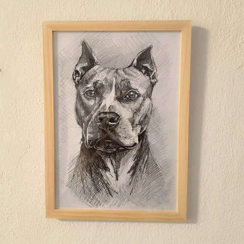Pitbull Drawing framed in natural wood, new, 21x29.7 cm