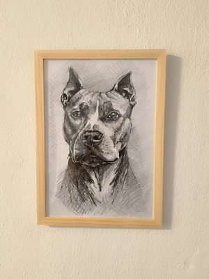 Σχέδιο Pitbull σε κορνίζα από φυσικό ξύλο, καινούργιο, 21x29.7 εκ.