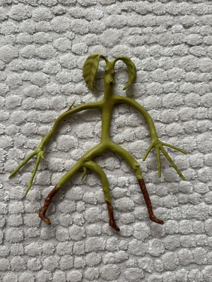 Fantastic Beasts Bowtruckle Bendable Figure 18cm like new