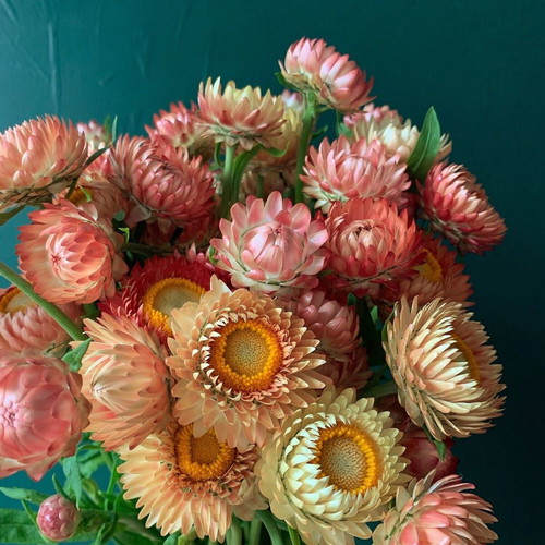 Strawflower (Xerochrysum bracteatum) seeds, pack of 20, multicolored