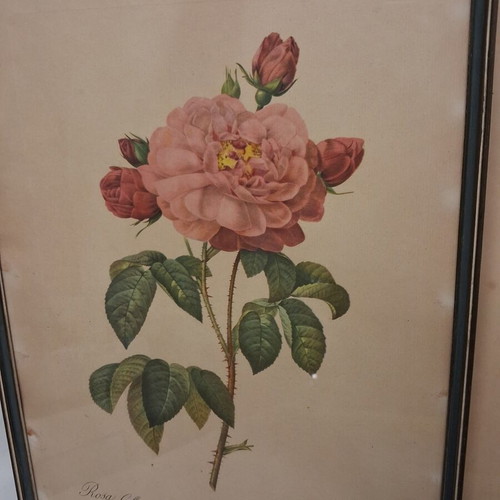 Pair of old botanical engravings Redouté Les Roses used, 31x41 cm