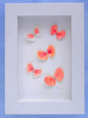 Tellina double shells pack of 18, new, ideal for jewelry and crafts