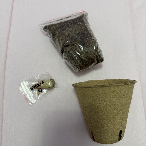 Gardening kit for kids new, pack with pot and freesia seed