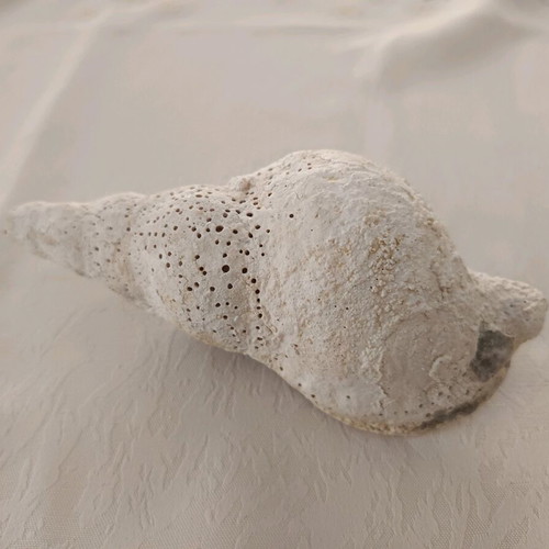 Triton sea shell used, old