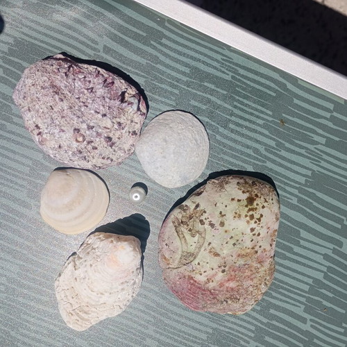 Small collection of seashells and one small pearl