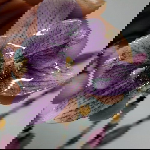 Колие с естествен цвят на орхидея изработено по поръчка