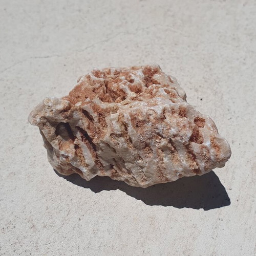 Fossilized coral from Northern Evros new, in box