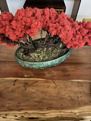 Bonzai handmade new
