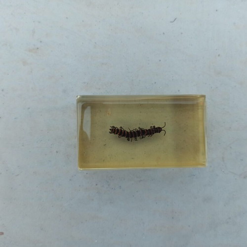 National Geographic Xystodesmidae Millipede with Book like new