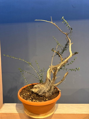 Wild olive tree used for bonsai