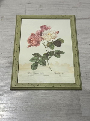 Framed botanical print Rosa Damascena used