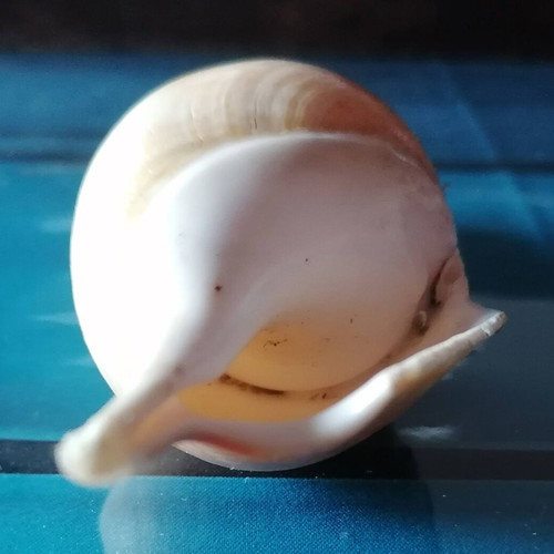 Medium Seashell #2 like new