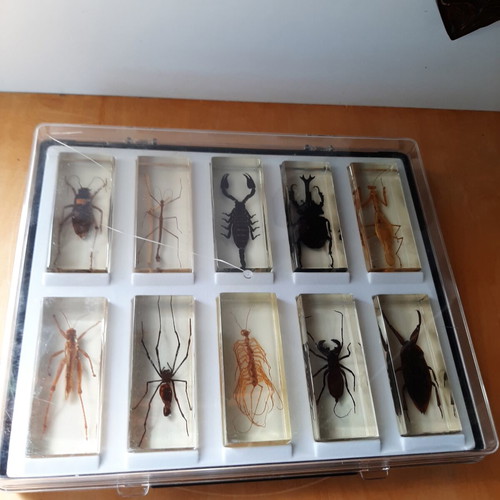 Insect collection like new with display case