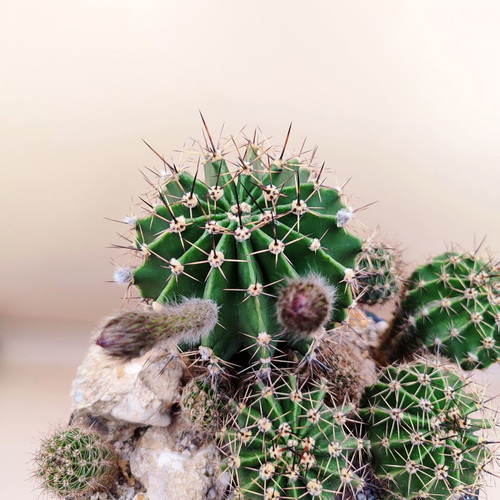 Echinopsis arrangement in ceramic pot new
