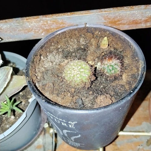 Echinopsis small spherical cactus set of two with dense spines in decorative pot